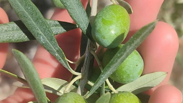 Didim'de zeytin üreticilerine sinek uyarısı