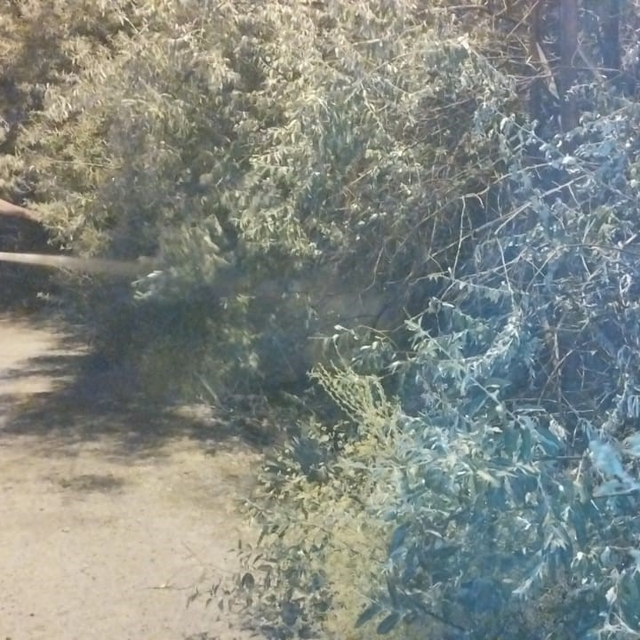 Van'da bahçe yangını korkuttu