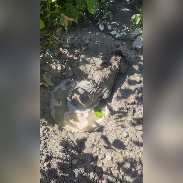 Mikserden dökülen betonda mahsur kalan yavru köpeği itfaiye kurtardı