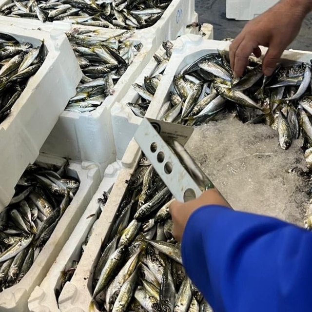 İzmir'de 241 kilogram yasa dışı avlanmış su ürününe el konuldu