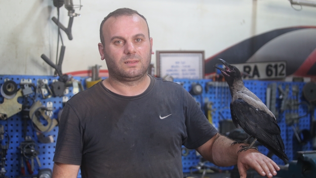 Karga ile tamircinin sıradışı dostluğu...Tamirhanede birlikte çalışıyorlar
Tamirhanenin kanatlı ustası 'Paşa' görenleri hayran bırakıyor