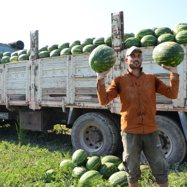 Mevsimlik işçilerin karpuz mesaisi
Coğrafi işaretli karpuzunun hasadı Güney...