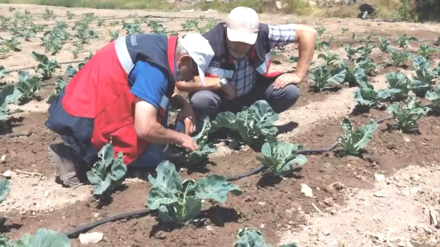 Kütahya'da karnabahar ve çörekotu üretimi denetlendi