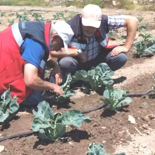 Kütahya'da karnabahar ve çörekotu üretimi denetlendi