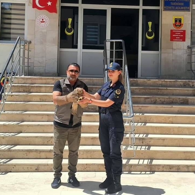 Yozgat'ta yaralı şahin tedavi altına alındı