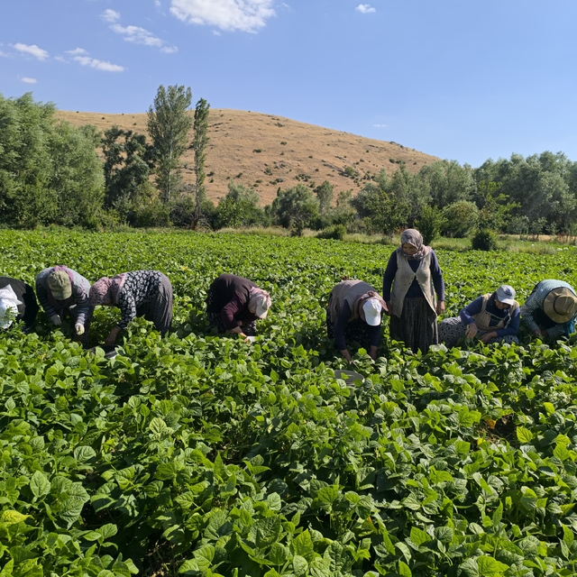 Fasulyede hasat maratonu başladı
Hasadı yapılan fasulye, kilogramı 50-60 TL...