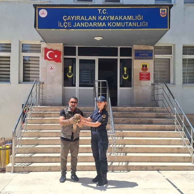 Yozgat'ta yaralı şahin tedavi altına alındı