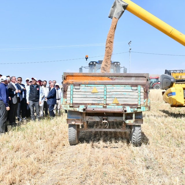 Van Valisi ve Büyükşehir Belediye Başkan Vekili Balcı buğday hasadına katıl...