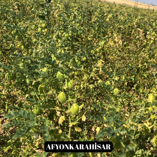 Yeni nohut çeşidi Denizli'nin dışında ekilen bölge illerinde de yüksek veri...