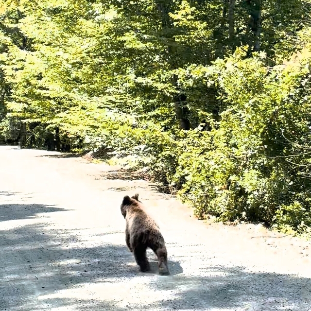 Bolu'da aracın önünde koşan ayı kameraya yansıdı