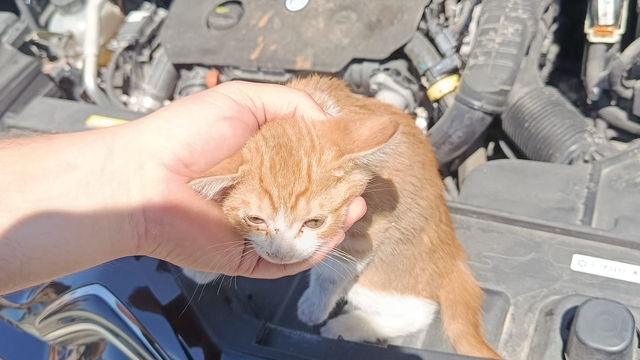 Çınarcık'ta otomobilin motor bölümüne sıkışan kedi yavrusu kurtarıldı