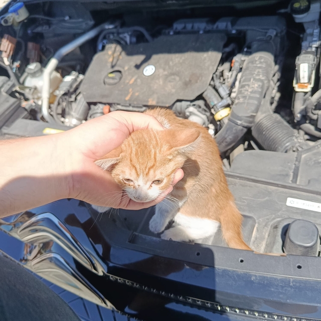 Çınarcık'ta otomobilin motor bölümüne sıkışan kedi yavrusu kurtarıldı