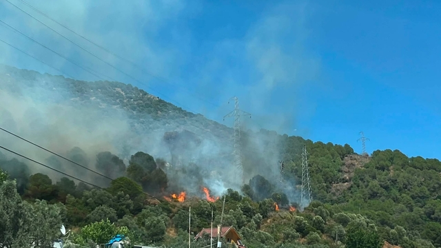 Yalova'da orman yangını