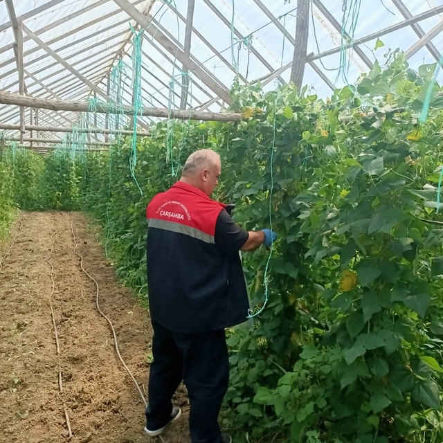 Çarşamba'da hasat öncesi pestisit denetimleri sürüyor