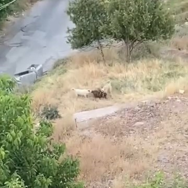 Elazığ'da sokak köpekleri 2 keçiyi telef etti