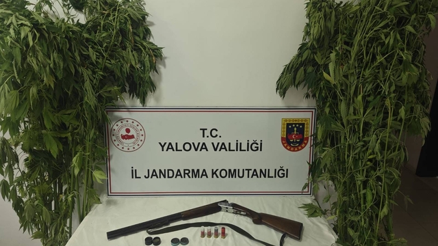 Yalova'da serada uyuşturucu operasyonu: 2 gözaltı