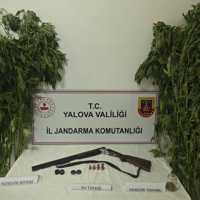 Yalova'da serada uyuşturucu operasyonu: 2 gözaltı