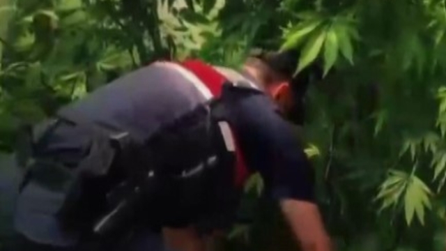 Yalova'da evlerinin bahçesine kenevir eken 2 şüpheli gözaltına alındı