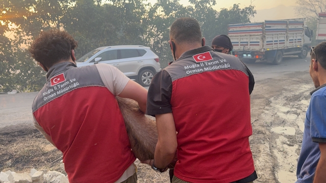 Yangın bölgesindeki hayvanlar güvenli alanlara tahliye edildi