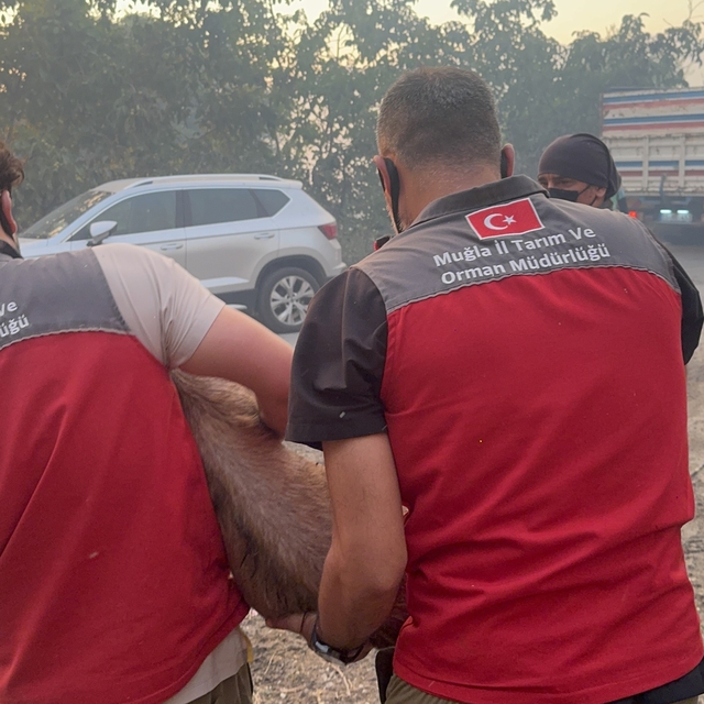 Yangın bölgesindeki hayvanlar güvenli alanlara tahliye edildi