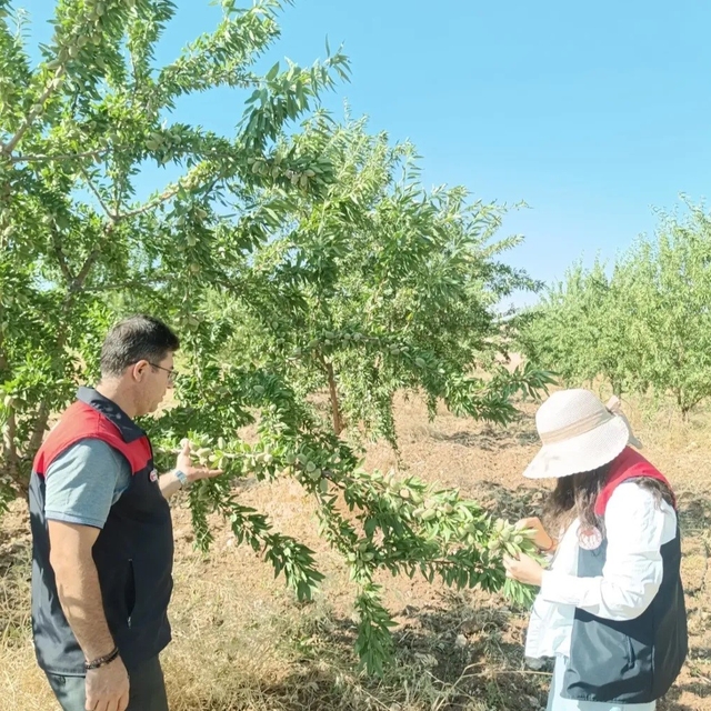 Ağın'da badem bahçelerinde hastalık ve zararlı kontrolleri
