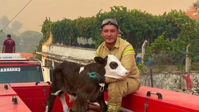 Orman yangınından kurtarılan buzağının iç ısıtan fotoğrafı
Gömeçte yangından kurtarılan buzağının mutluluğu yüzüne yansıdı