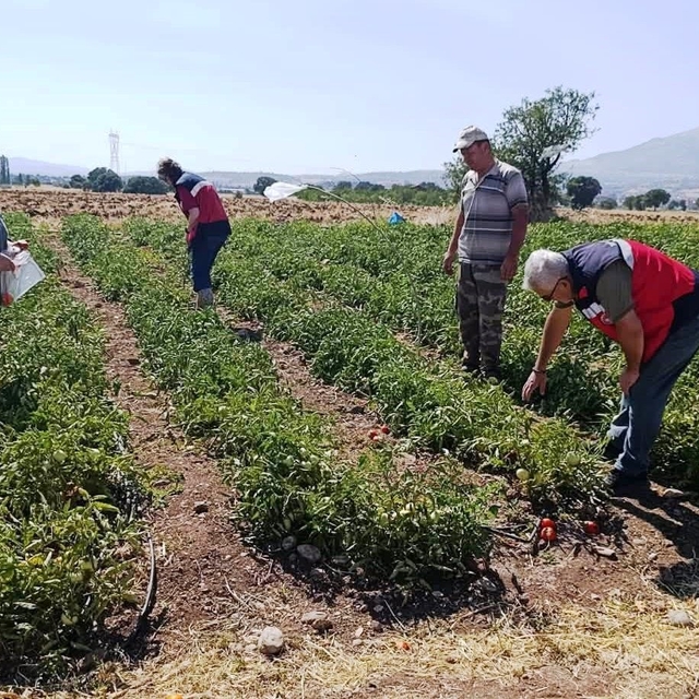 Gediz'de hasat öncesi domateslerde gıda güvenliği denetimi