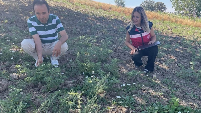 Simav'da TAKE Projesi kapsamındaki nohut üretimi yerinde incelendi