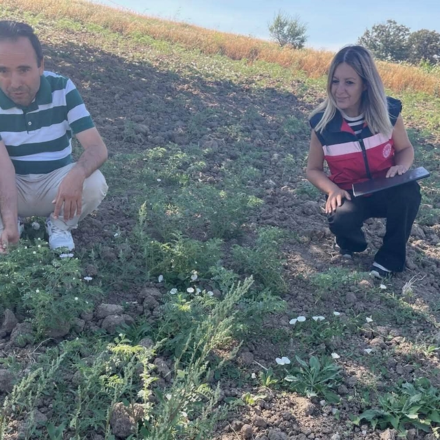 Simav'da TAKE Projesi kapsamındaki nohut üretimi yerinde incelendi