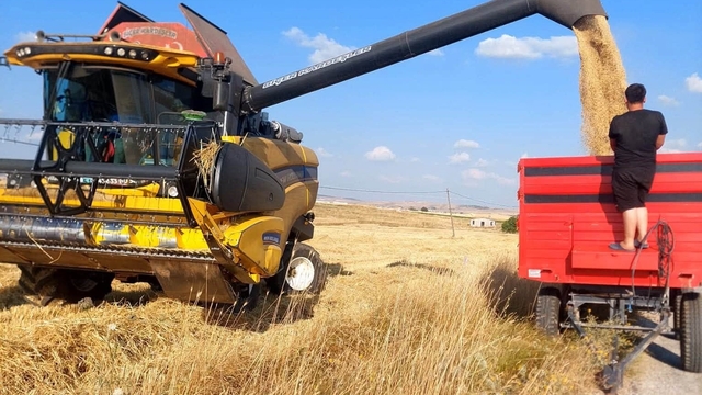 Kütahya'da yerli ve milli arpa çeşitlerinde verimli hasat