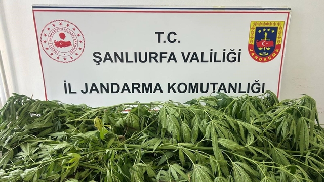 Şanlıurfa'da 35 kök kenevir ele geçirildi: 1 gözaltı