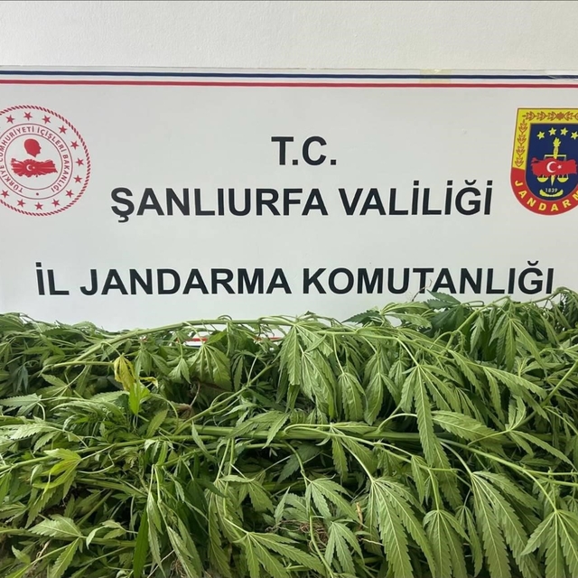 Şanlıurfa'da 35 kök kenevir ele geçirildi: 1 gözaltı