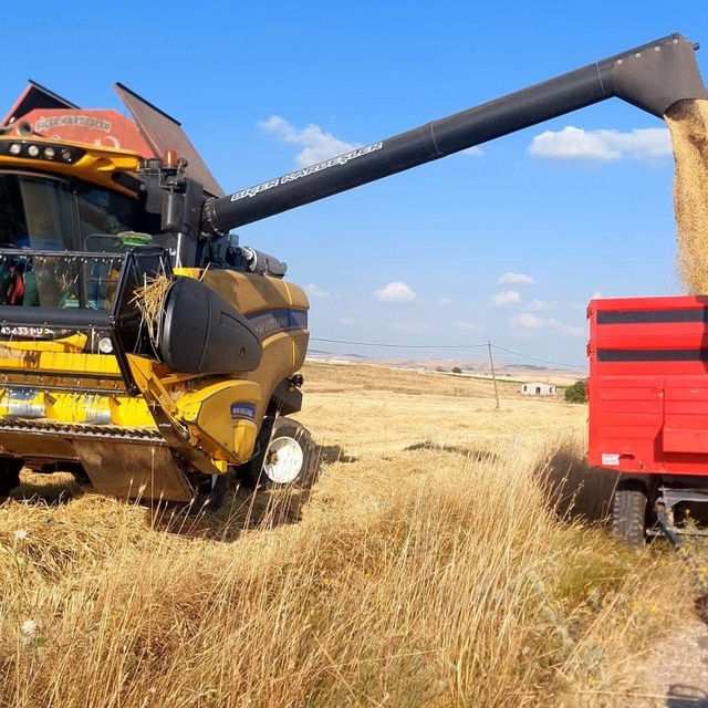Kütahya'da yerli ve milli arpa çeşitlerinde verimli hasat