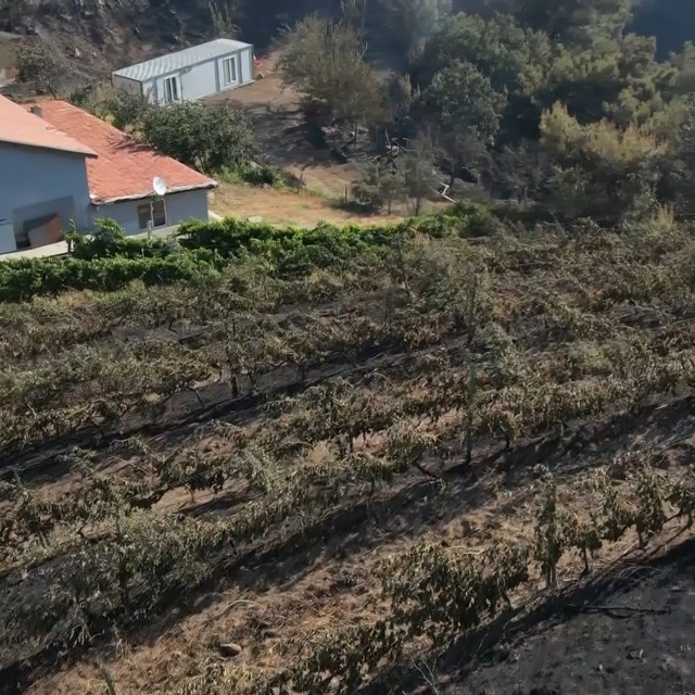 Alevler yılların emeğini kül etti...300 dönüm üzüm bağı ve tesis de küle dö...