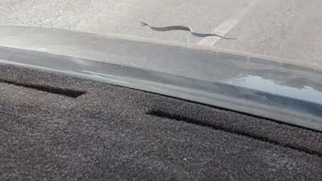Sürücülerin yol üstündeki yılanla ilginç anları cep telefonu kamerasına yansıdı
