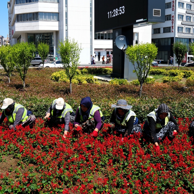 Kadınların emeğiyle Samsun çiçek açıyor
Samsun'un park ve bahçeleri kadın e...