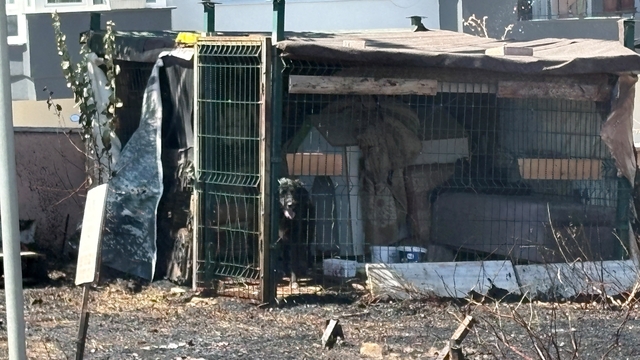 Çanakkale'de yol kenarında çıkan yangında köpek mahsur kaldı