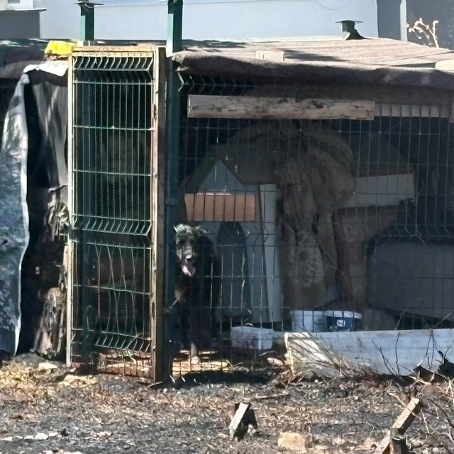 Çanakkale'de yol kenarında çıkan yangında köpek mahsur kaldı
