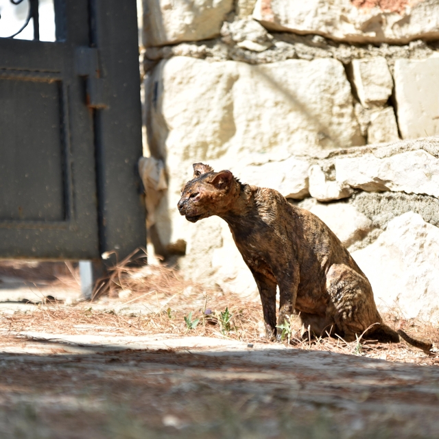 Alevlerin arasında kalan kedi 'Luna', tedaviye alındı