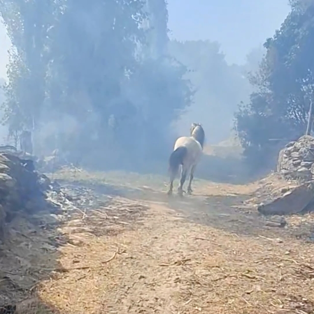 Aydın'da orman yangını (4)