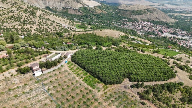 Erzincan'ın yüksek rakımlı kiraz bahçesinde hasat mesaisi