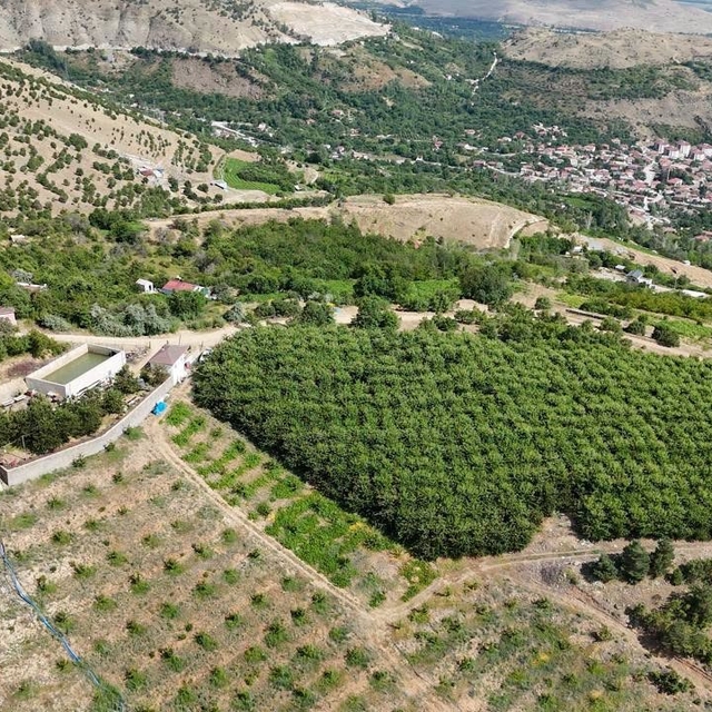 Erzincan'ın yüksek rakımlı kiraz bahçesinde hasat mesaisi