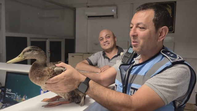 Trafiği durdurup ördeği kurtardılar
