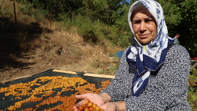 Satılamayan kirazlar kurutularak kışlık çereze dönüştürülüyor