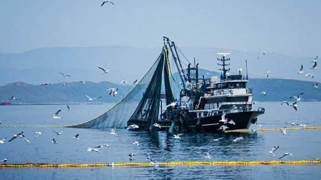 Prof. Dr. Yaşar: Ne kadar çok yağmur yağarsa o yıl o kadar çok balık avı olur