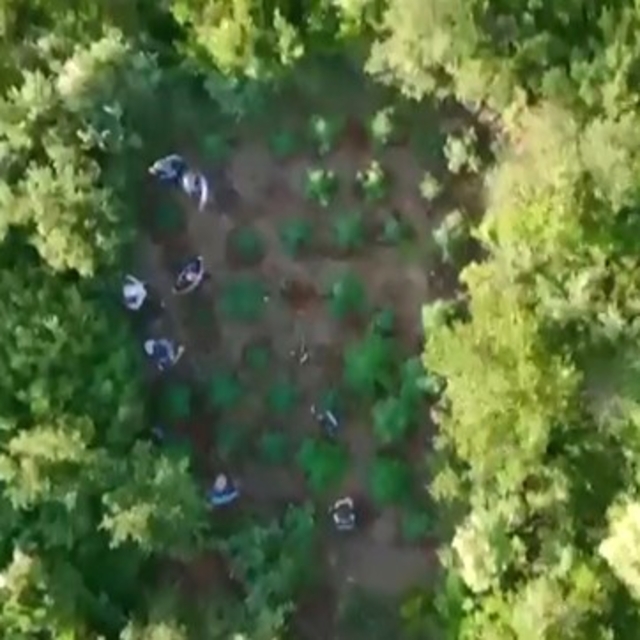 Ormana kenevir bahçesi kuran zehir taciri yakayı ele verdi