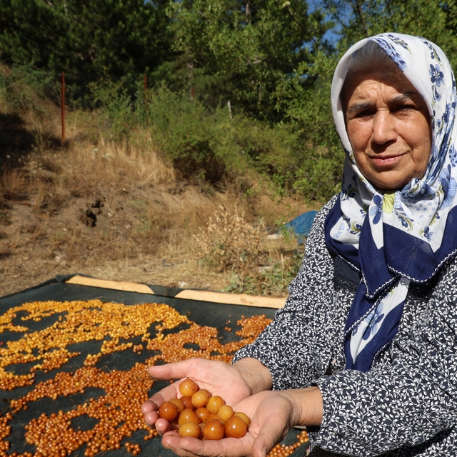 Satılamayan kirazlar kurutularak kışlık çereze dönüştürülüyor