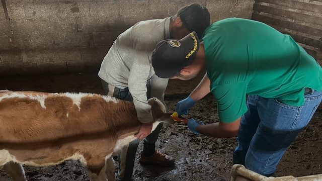 Aydıntepe'de ikinci tur buzağı küpeleme ve aşılama çalışmaları tamamlandı