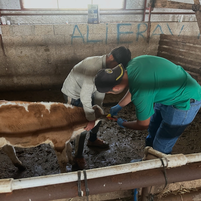 Aydıntepe'de ikinci tur buzağı küpeleme ve aşılama çalışmaları tamamlandı