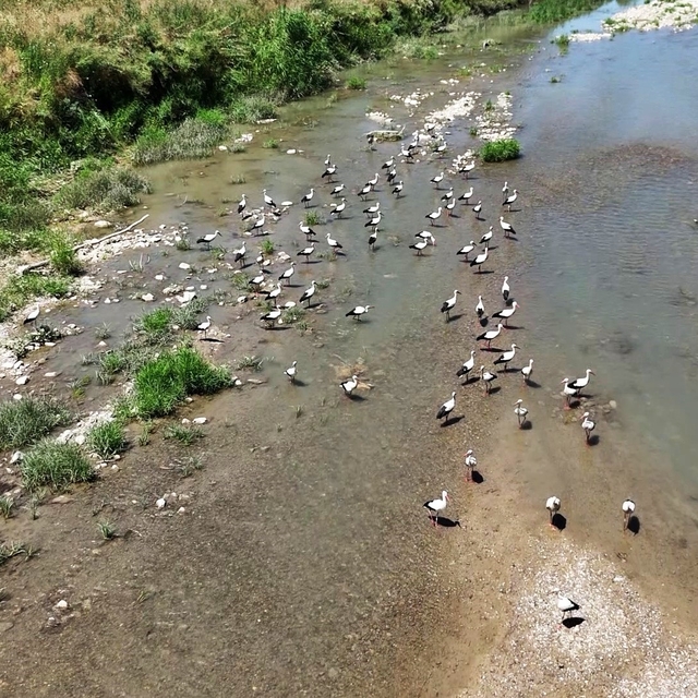 Soğanlı Çayı'nı mesken tutan leylekler dronla görüntülendi